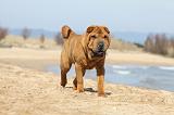 SHAR-PEI 724